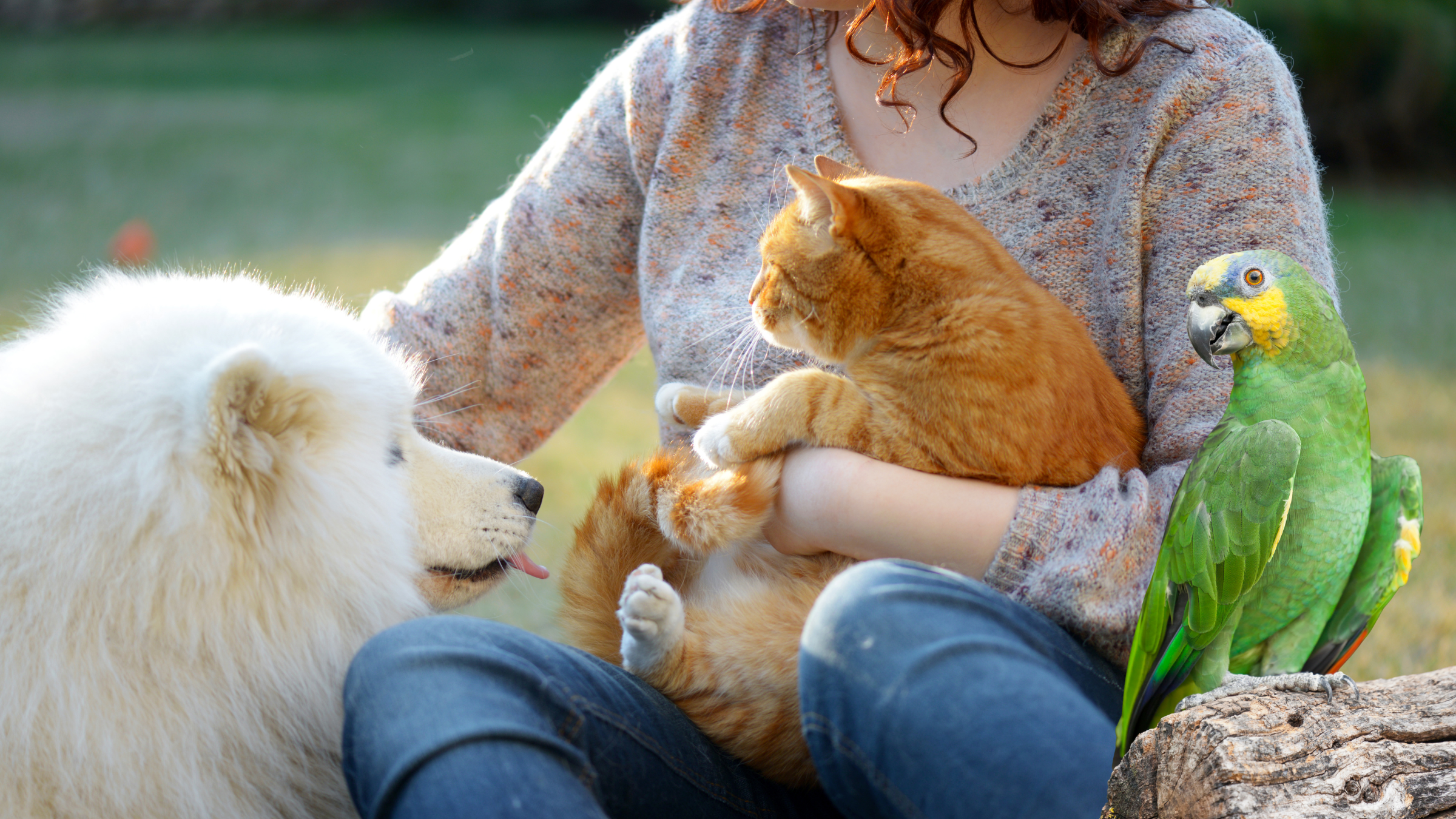 Pet Care